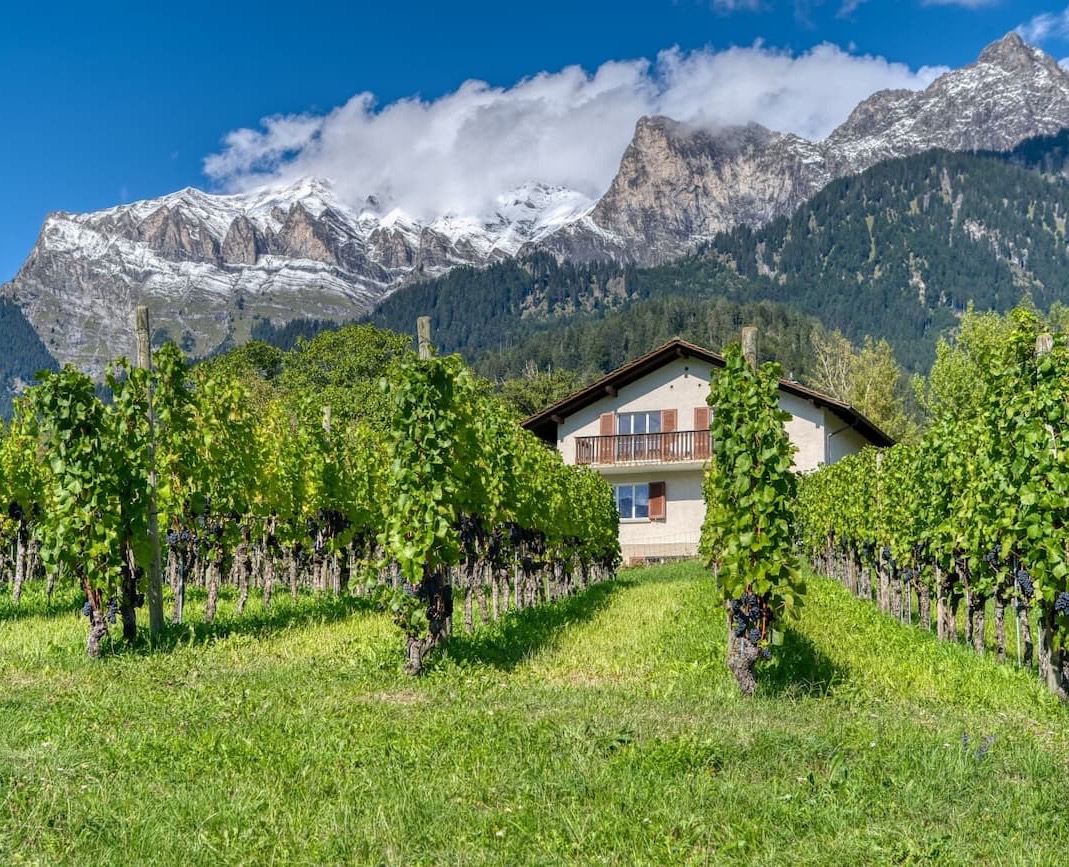 Rows of lush green grapevines lead toward a charming vineyard home set against dramatic, snow-capped mountains and evergreen forests. Bright blue skies and towering peaks create a breathtaking wine country landscape that blends alpine beauty with pastoral tranquility.