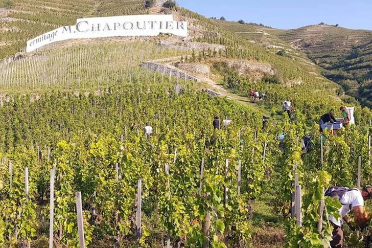 Workers harvesting grapes across a steep hillside vineyard, with orderly vine rows climbing the landscape beneath the iconic “M. Chapoutier” sign overlooking the Rhône Valley hills.