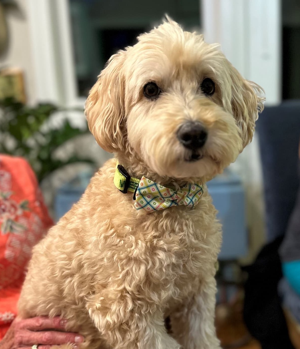 Small light-colored curly-haired dog wearing a patterned bow-tie collar, sitting indoors on someone’s lap and looking directly at the camera.