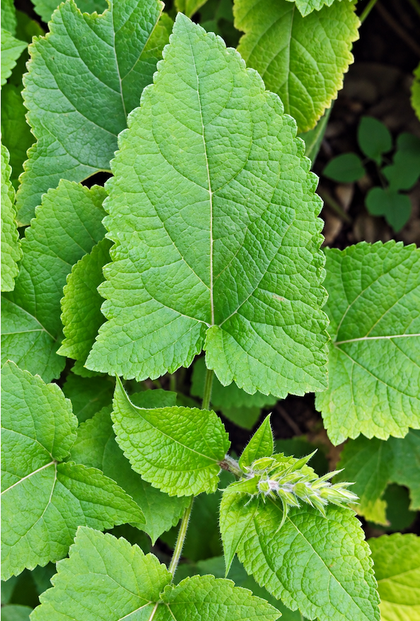 Close-up of lush green salvia leaves and a fuzzy developing flower bud in a garden. Fearrington Village.
