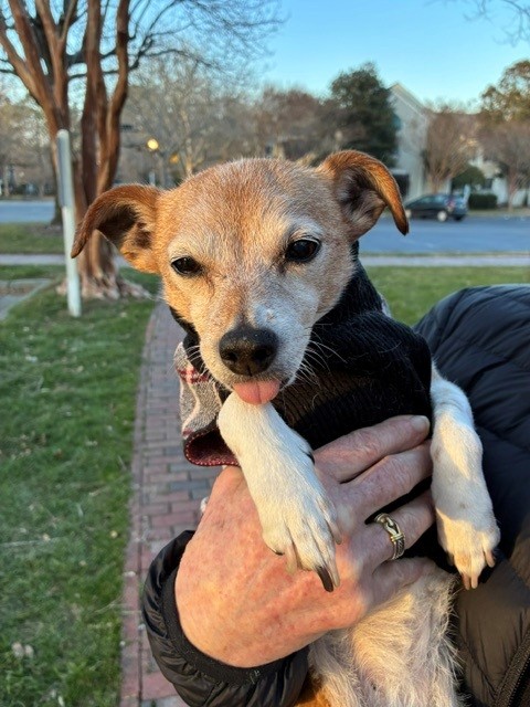 Close-up of a small tan-and-white dog being held outdoors during a walk. The dog wears a dark sweater and looks directly at the camera with one eye slightly squinted and its tongue peeking out, giving it a playful, endearing expression. Soft evening light illuminates its face, while a quiet neighborhood street, trees, and grassy lawns blur into the background.