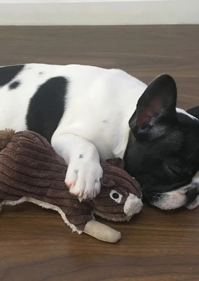 Black-and-white dog sleeping on a wooden floor, cuddled up with a brown plush squirrel toy, resting peacefully with one paw draped over the toy.
