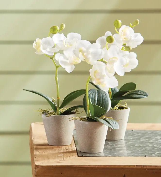 Trio of miniature white phalaenopsis orchids in simple stone-colored pots brings fresh greenery and timeless elegance to a tabletop, perfect for brightening shelves, kitchens, or small living spaces.