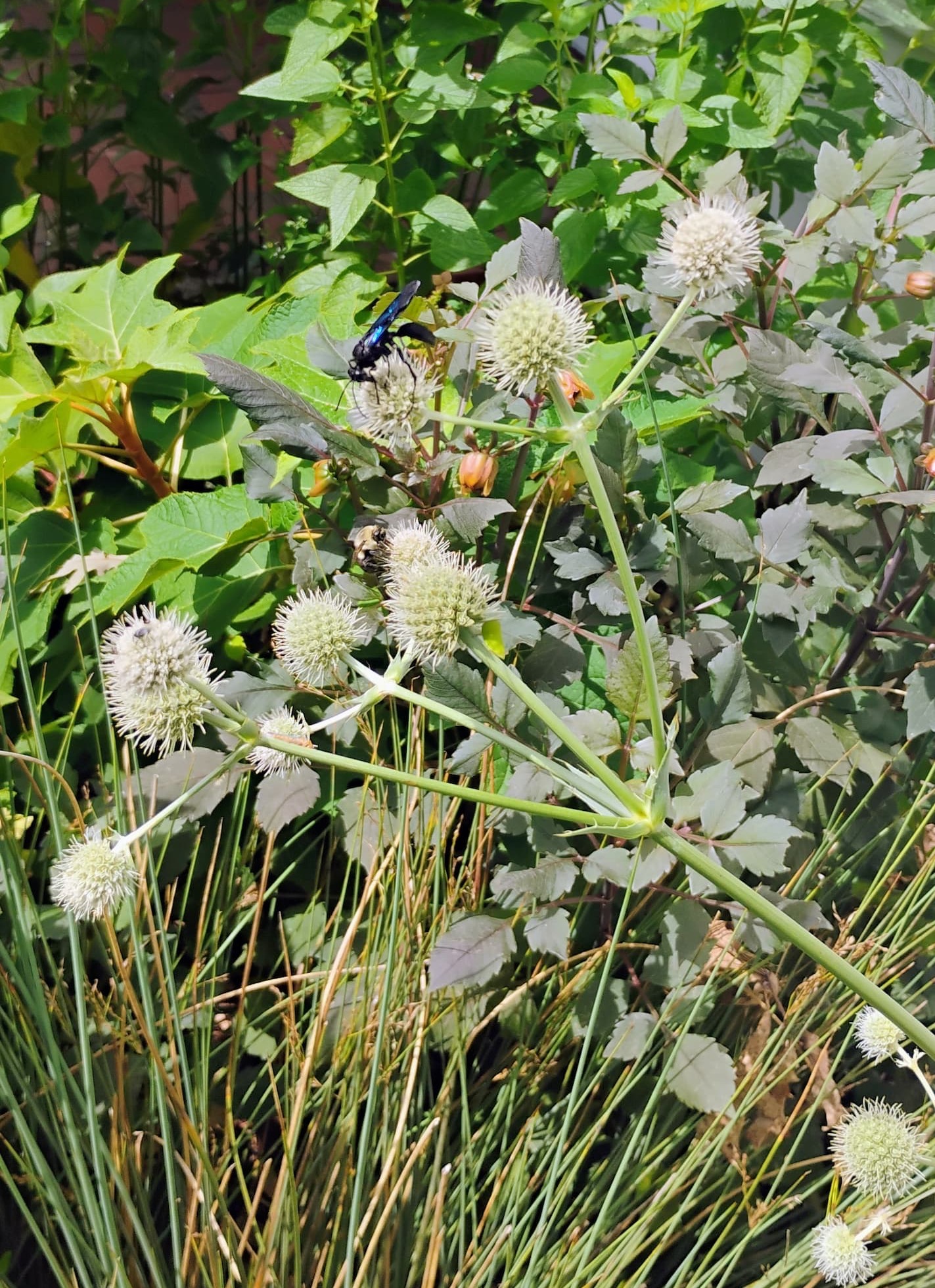 White globe-shaped flowers attracting bees and a blue-black wasp in a sunlit garden. Fearrington Village.