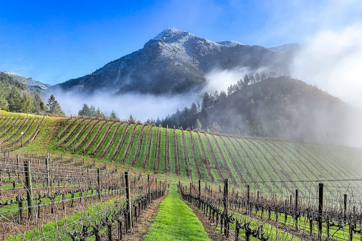 Vineyard with neat rows of grapevines stretching up rolling hills toward a snow-dusted mountain, with low mist drifting through the trees under a clear blue sky.