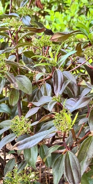 Shrub with dark green, slightly burgundy leaves and clusters of small green buds forming at the tips, set in a garden bed.
