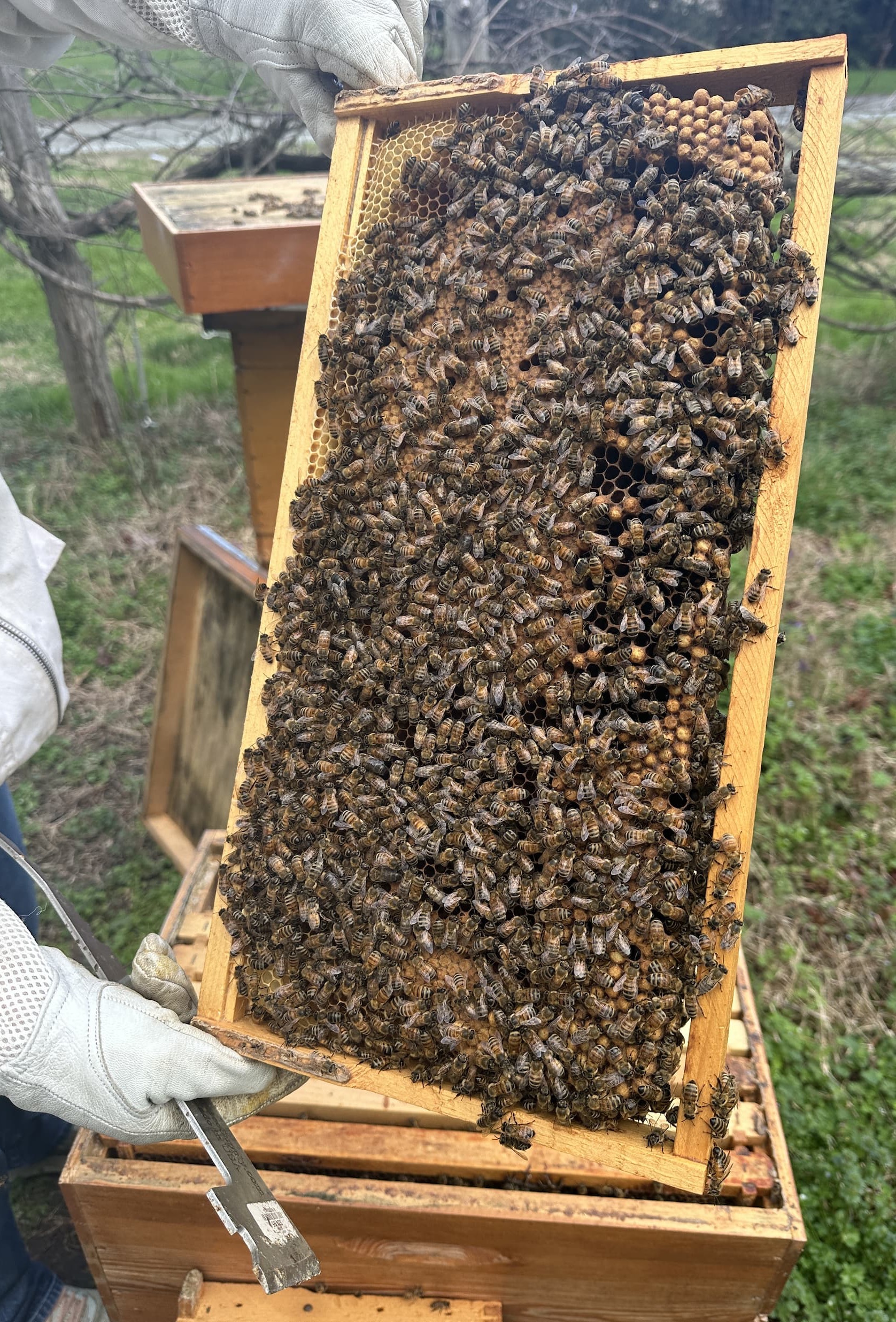Beekeeper inspecting a honeybee frame during a hive check, Fearrington Village.
