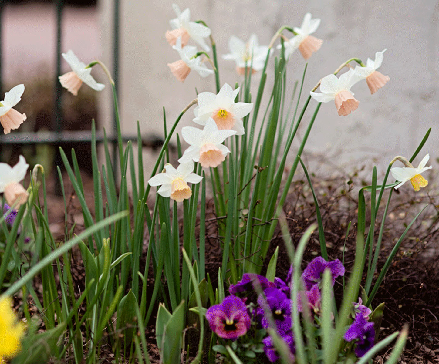 Cluster of white daffodils with pale peach centers growing in a garden bed, with purple pansies blooming in the foreground.