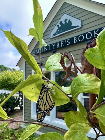 Monarch butterfly resting on green milkweed leaves outside McIntyre’s Books at Fearrington Village.