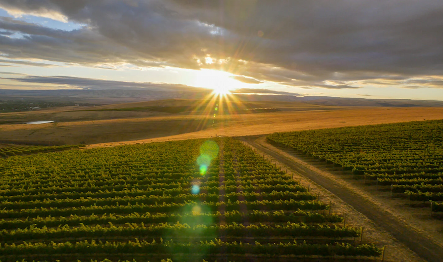 Sunrise over vineyard rows stretching across rolling hills. Fearrington Village.