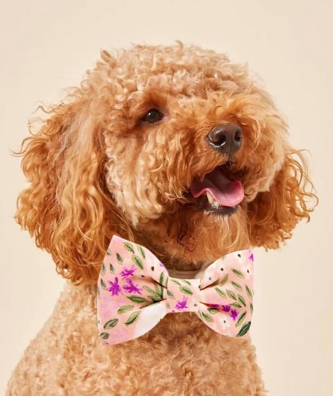 Cinnamon-colored curly dog wearing a soft pink floral bow tie with green leaves and purple blossoms, looking slightly to the side against a neutral background.