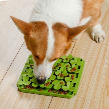 A dog searches for treats hidden in a green interactive puzzle feeder on a wood floor. Fearrington Village.
