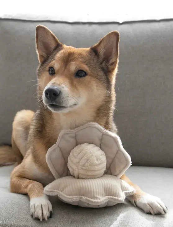 Small tan dog lying on a gray sofa with a plush toy shaped like a seashell and pearl.