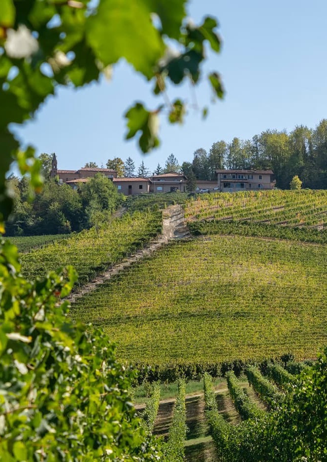 A hillside vineyard stretches toward a cluster of buildings at the top of the slope, framed by green leaves in the foreground under a clear blue sky.