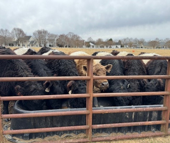 Herd of black and white cows crowded along a metal gate, gathered around a feed trough in a pasture under a cloudy sky.
