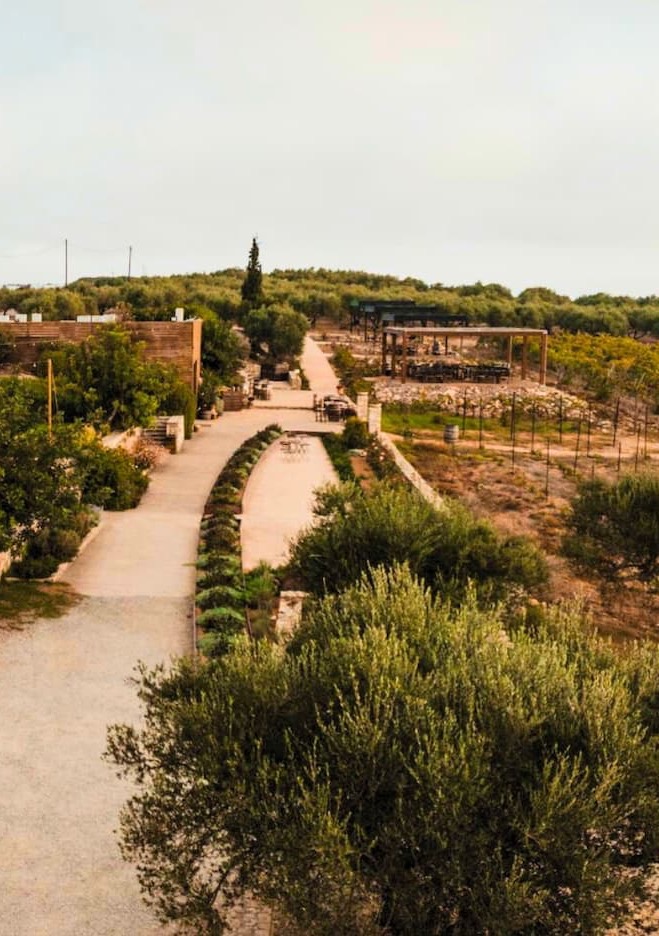 Rustic vineyard landscape with winding paths, low buildings, and outdoor seating set among trees and cultivated rows under warm light.