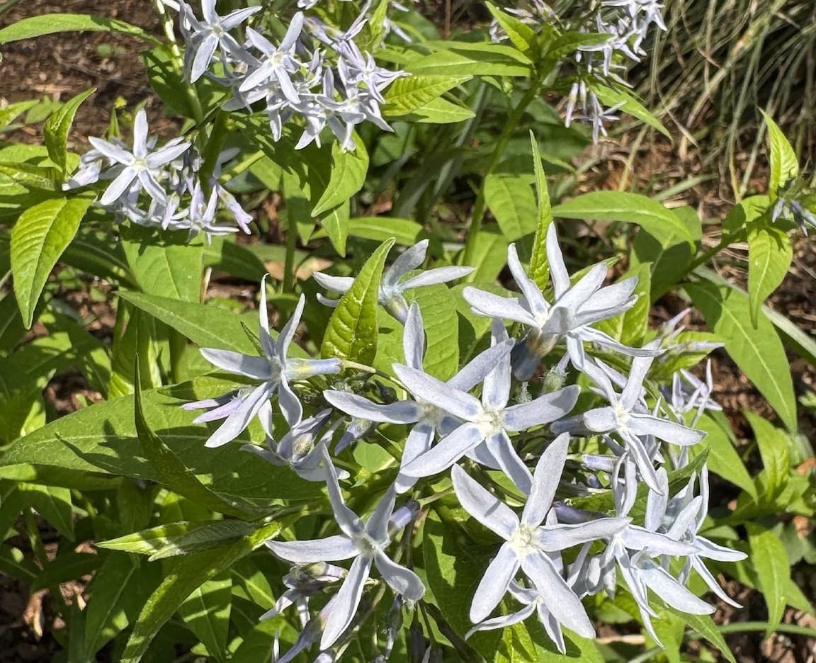Cluster of pale blue, star-shaped flowers blooming among green leaves in a sunlit garden bed.