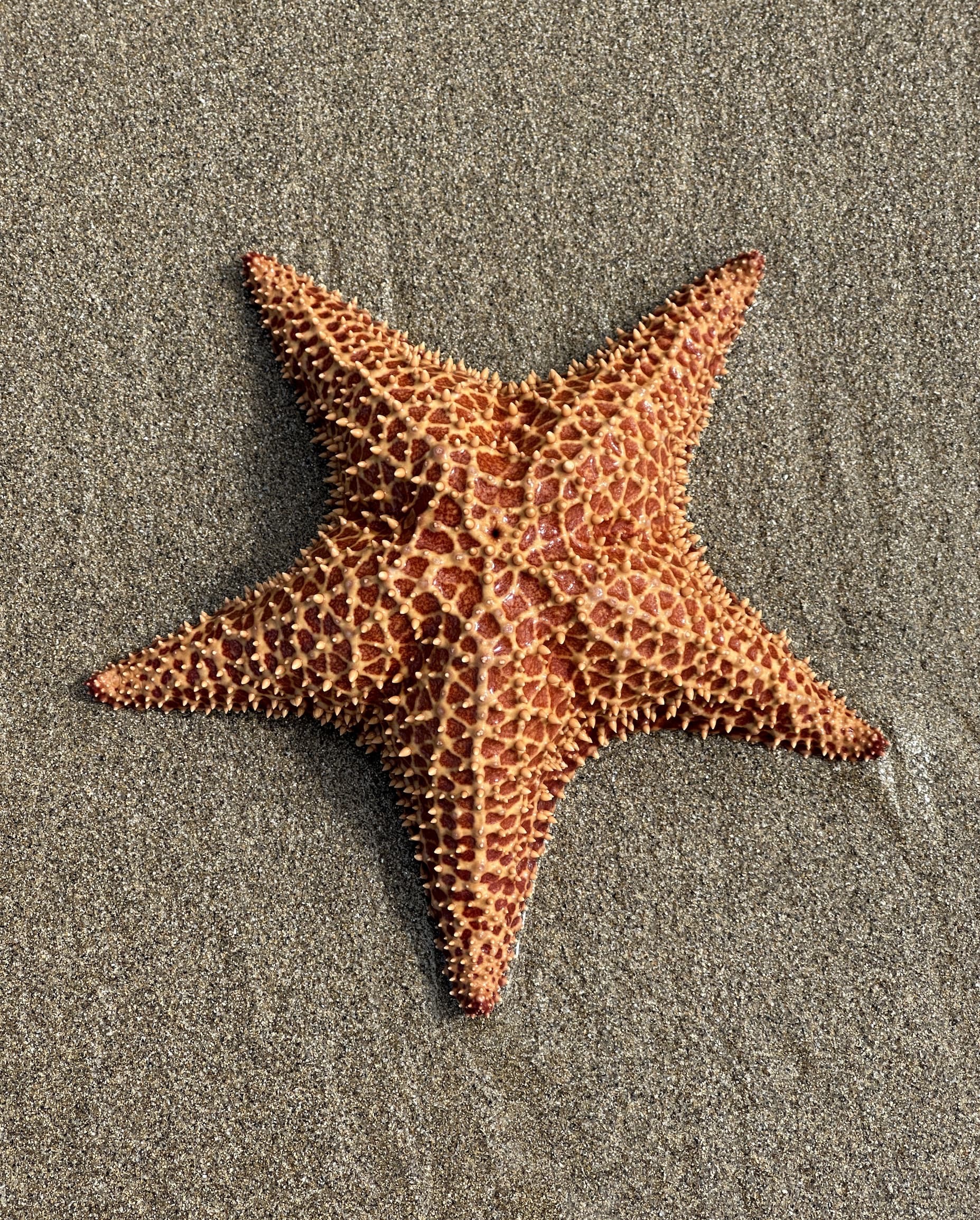 A textured orange-brown starfish lying flat on wet gray sand.