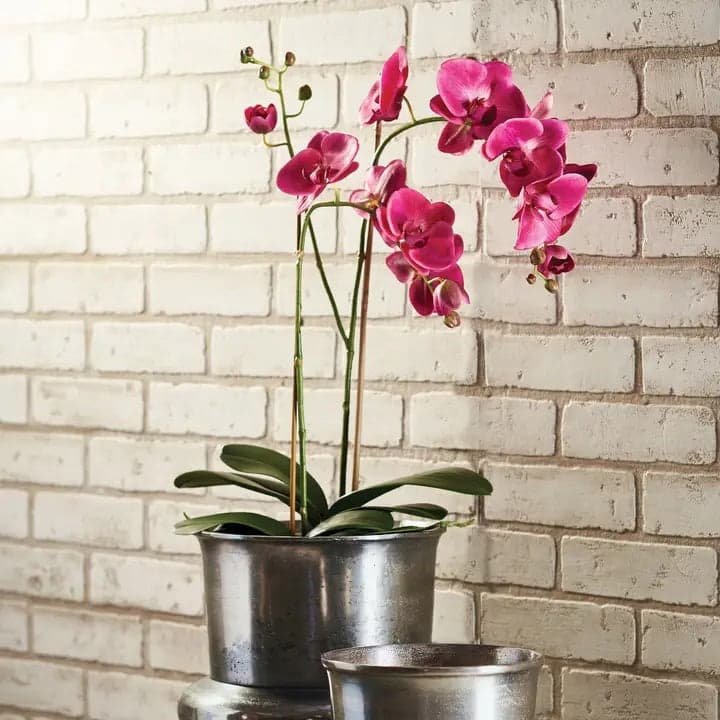 Vibrant pink orchids bloom in a weathered metal planter against a white painted brick wall, bringing a fresh pop of color and understated elegance to a rustic indoor space.
