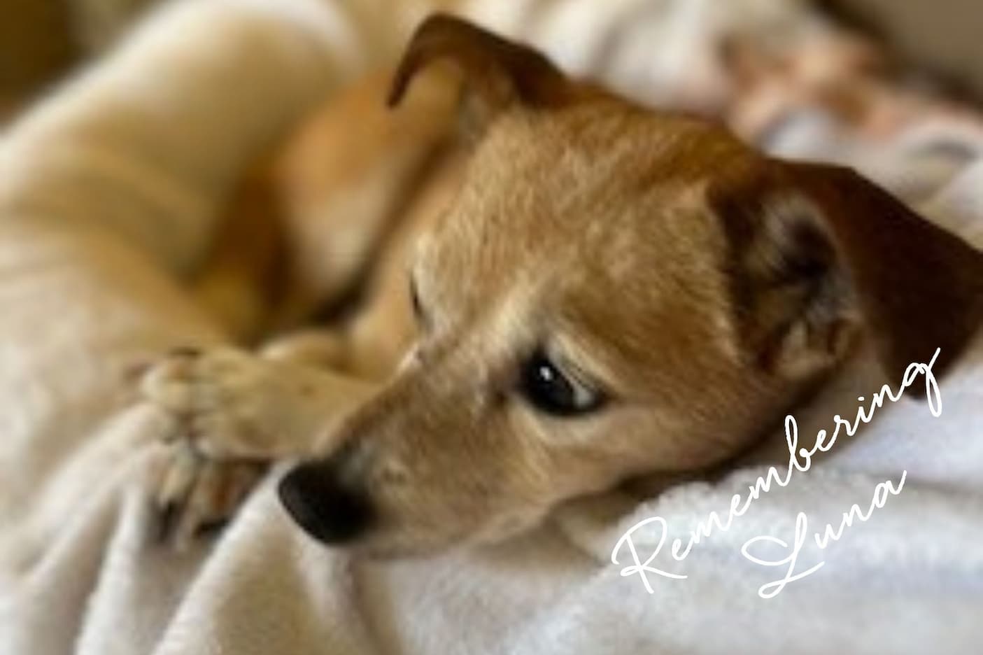 Close-up of a small tan puppy curled up on a soft blanket, resting with its paws tucked beneath its chin. The puppy gazes off to the side with wide, dark eyes and slightly folded ears, creating a gentle, cozy scene. The background is softly blurred, emphasizing the dog's relaxed expression and warm golden-brown coat.