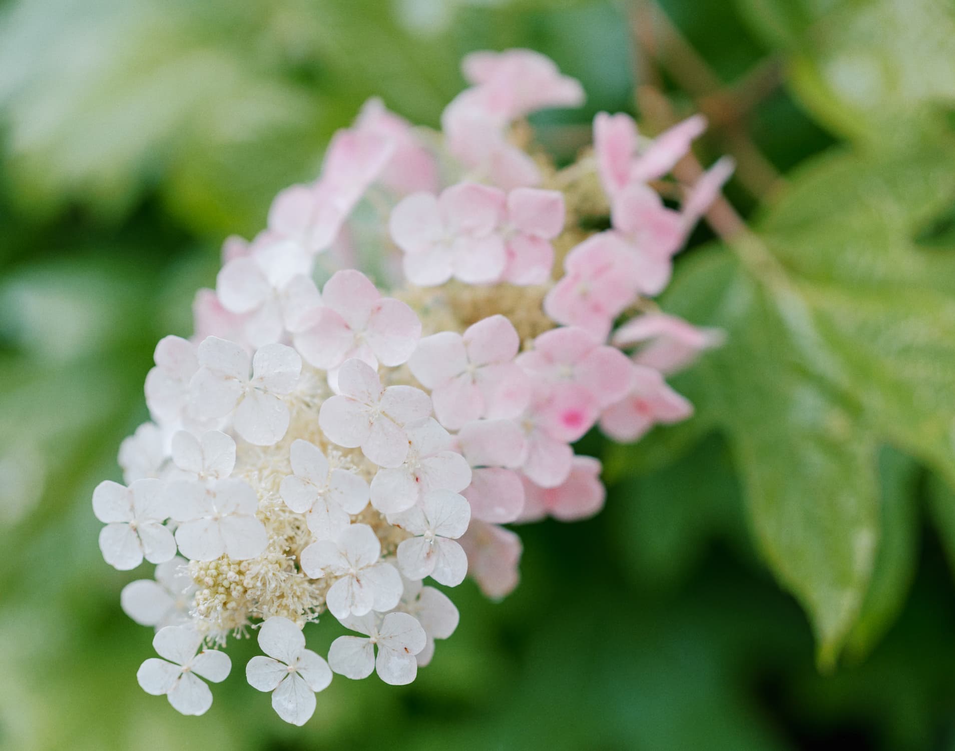 Close-up of a delicate panicle hydrangea bloom featuring clusters of small white flowers that gradually blush soft pink at the tips. The airy flower head is set against lush green foliage, with a gentle, dreamy background blur that highlights the plant’s graceful texture and subtle color transition.