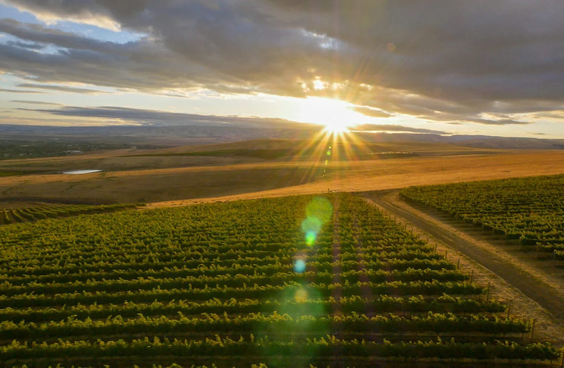Sun setting over rolling vineyard rows, casting golden light acros