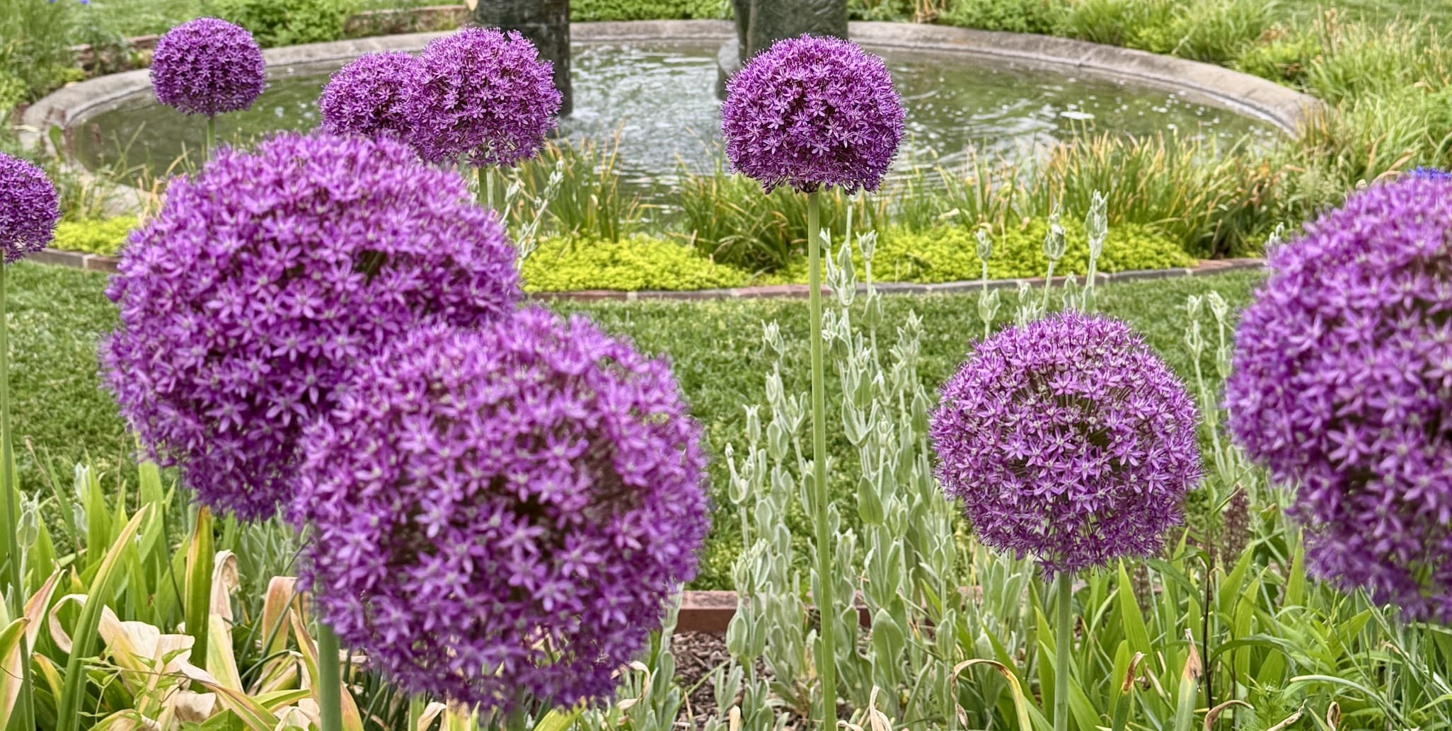 Cluster of purple allium blooms on tall stems in a formal garden, set in front of a circular stone fountain with surrounding greenery.