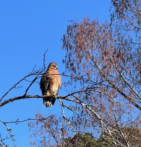 Red-shouldered hawk perched on a bare tree branch, with warm rust-colored chest and patterned wings. Set against a clear blue sky with sparse, leafless branches and distant greenery in the background.