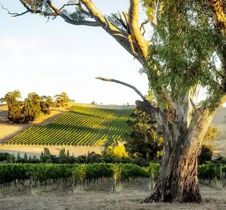 Sunlit vineyard stretching across rolling hills, framed by mature eucalyptus trees. Fearrington Village.