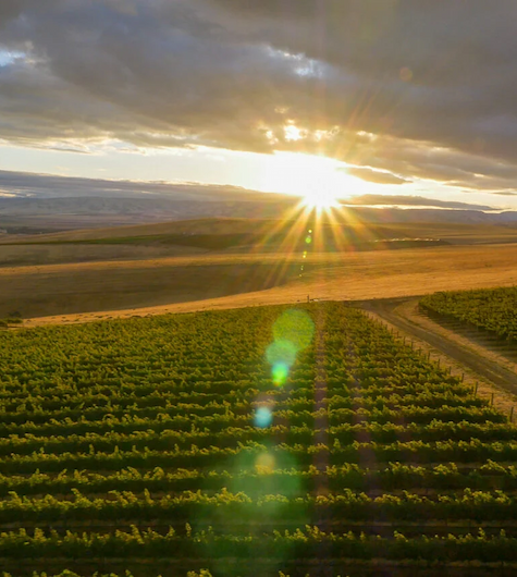 Sun rising over vineyard rows, casting golden light across rolling hills beneath a dramatic cloud-filled sky. Fearrington Village.