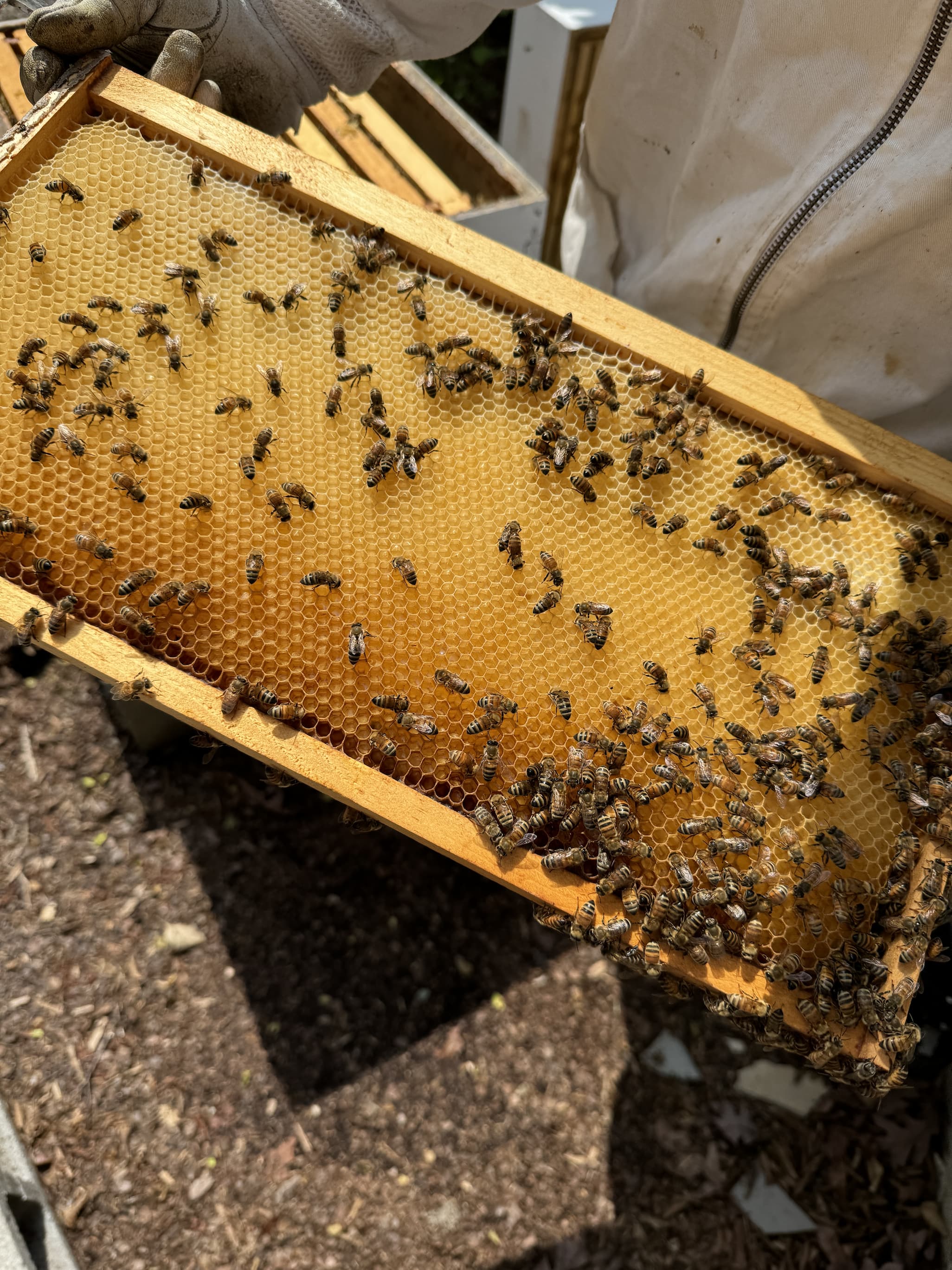 Beekeeper holding a honeycomb frame with honeybees building fresh comb, Fearrington Village.