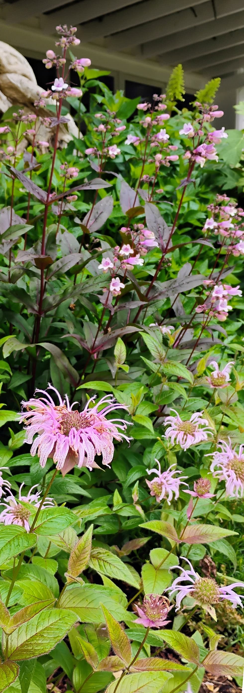 Layered garden planting with pink bee balm blooms in the foreground and airy spikes of pale pink penstemon rising behind, surrounded by lush green foliage beneath a shaded porch.