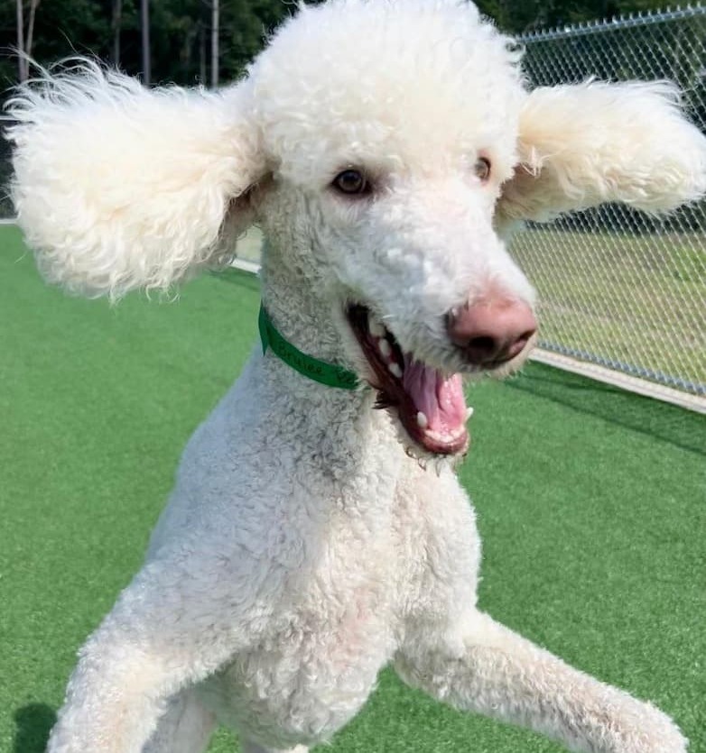 White poodle with curly fur and floppy ears, mid-jump with an open mouth, playing on a grassy area near a chain-link fence.