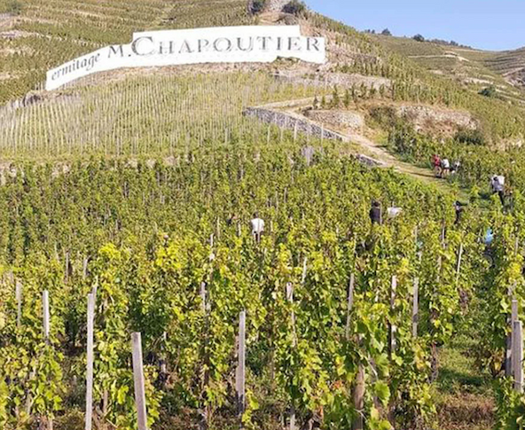 Workers harvest grapes on the steep terraced vineyards of the Rhône Valley beneath the iconic M. Chapoutier hillside sign. Long rows of green vines climb the sunlit slopes, with winding paths cutting through the landscape and rolling hills rising in the background. The scene highlights the dramatic terrain and hands-on farming that define one of France’s most celebrated wine-growing regions.