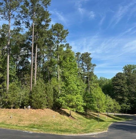 Tree-lined roadside with tall pines and leafy green trees under a clear blue sky, curving gently to the right.