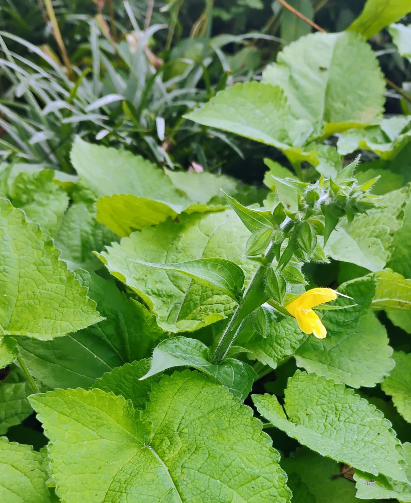 Yellow salvia flower emerging from fuzzy green buds amid dense, textured foliage in a garden. Fearrington Village.