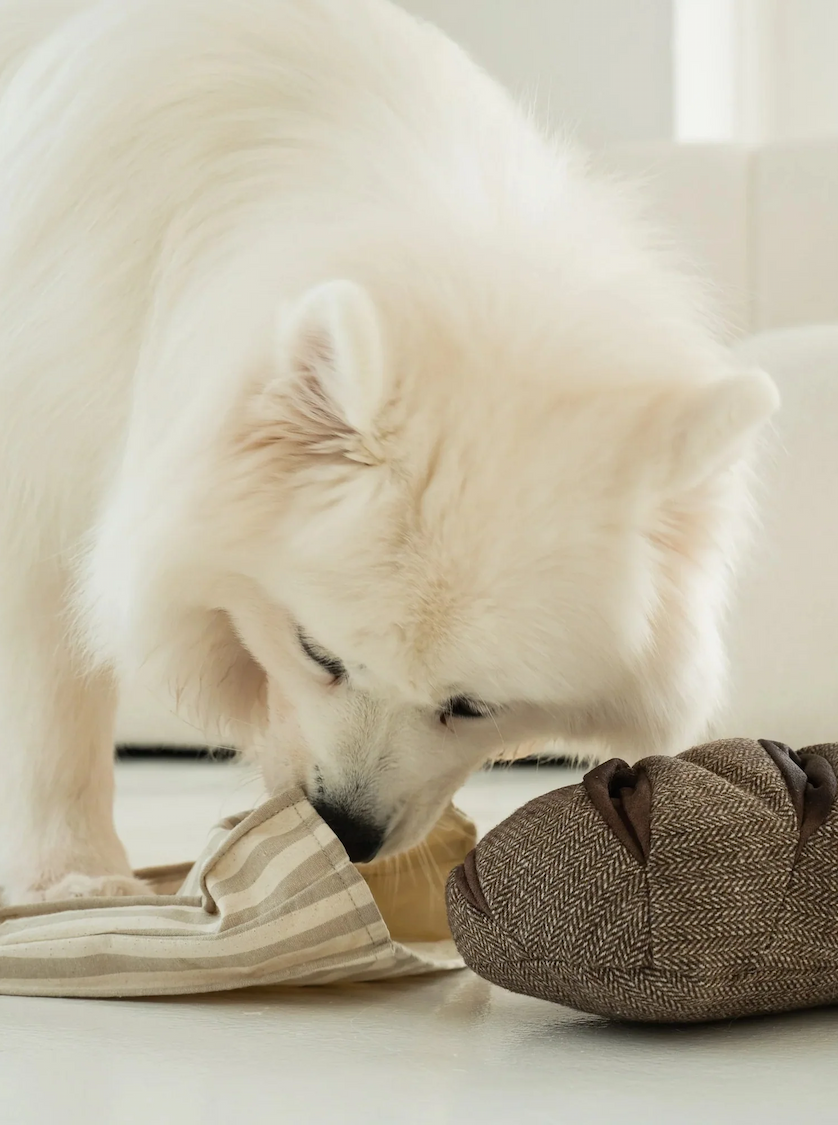White fluffy dog sniffing a soft fabric toy on the floor. Fearrington Village.
