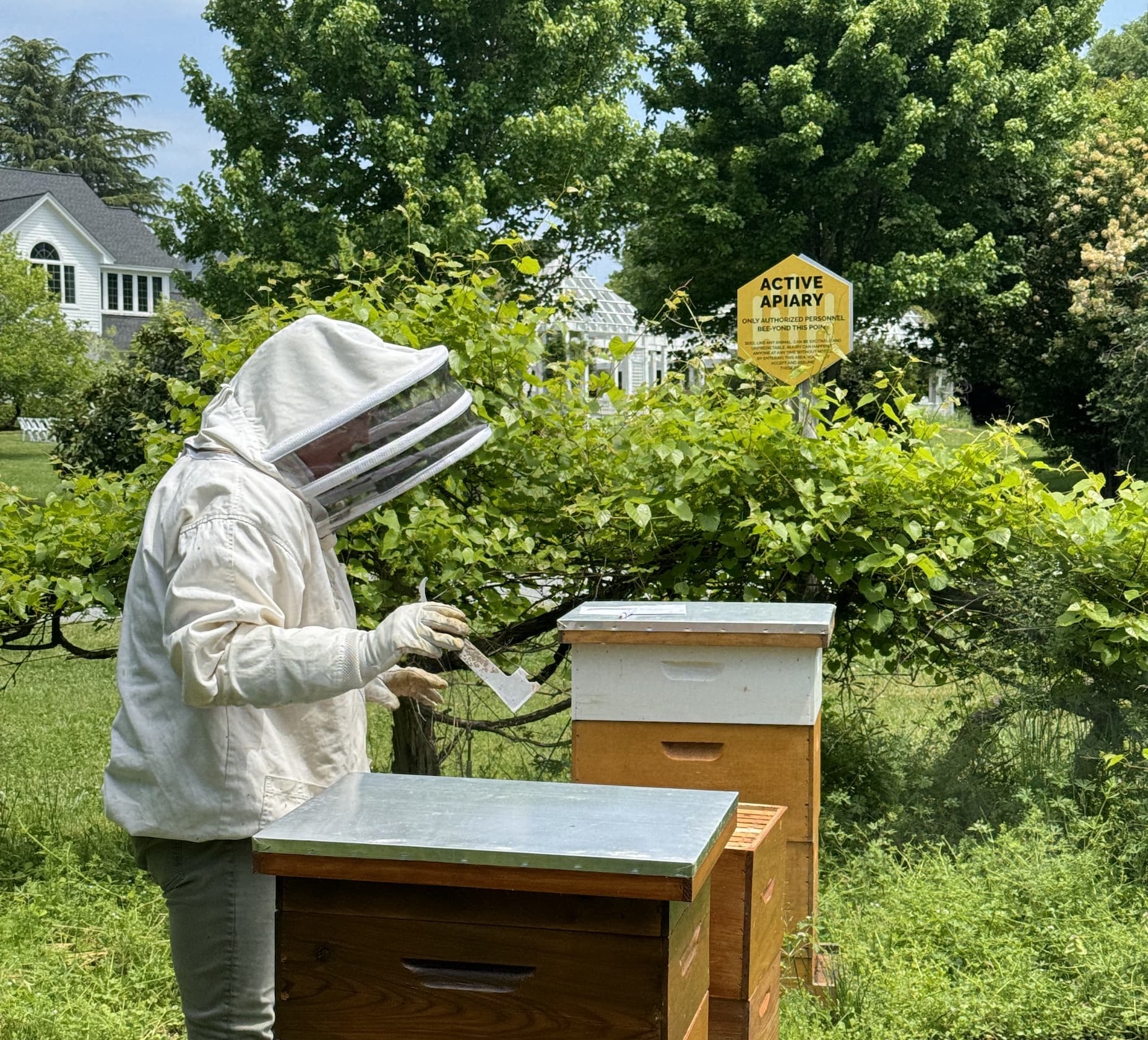 Beekeeper in a protective suit and veil tending to wooden beehives in a green garden setting. Holding a hive tool beside open boxes, with a yellow “Active Apiary” sign visible among dense foliage and trees in the background.