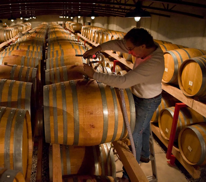 Winemaker draws wine from a wooden barrel in a cellar lined with rows of oak barrels under warm overhead lights.