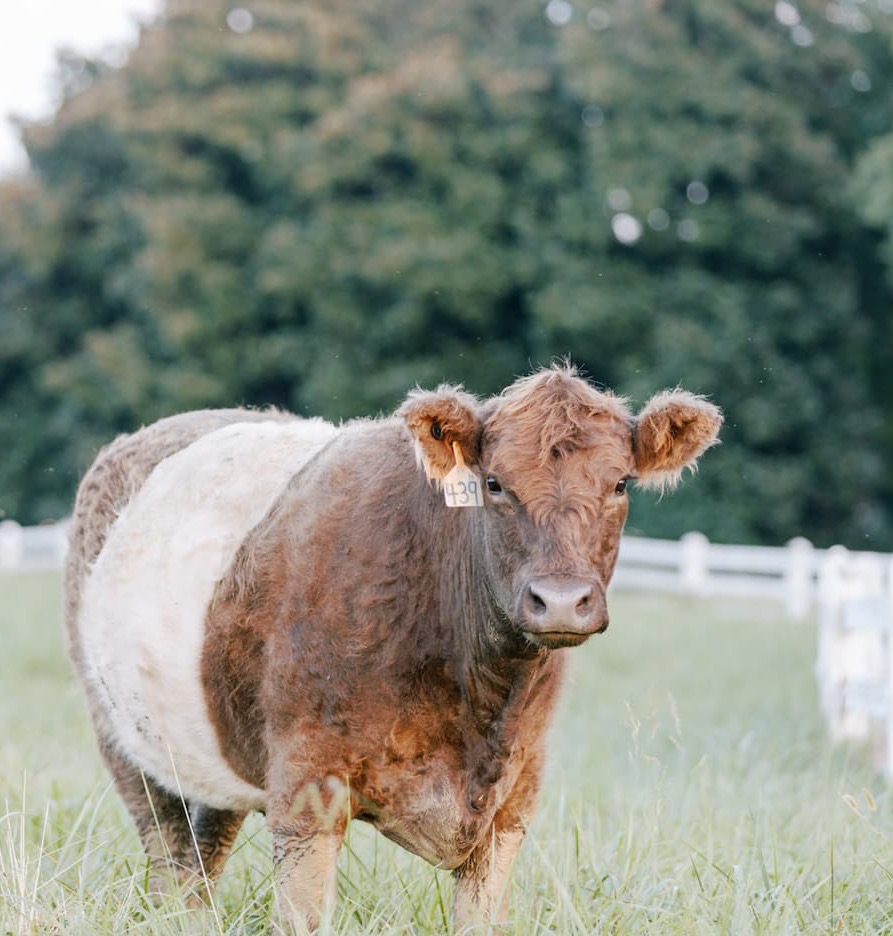 A brown-and-white belted cow stands in a grassy pasture near a white fence, with trees in the background.