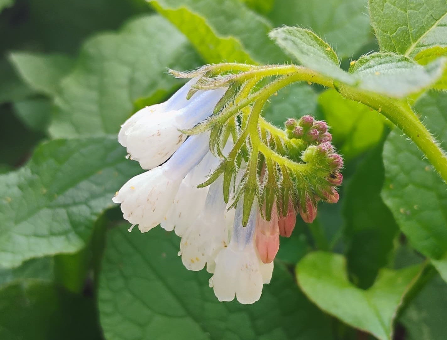 Close-up of nodding, bell-shaped flowers in pale white fading to soft pink, clustered on a fuzzy green stem, with large textured leaves in the background.