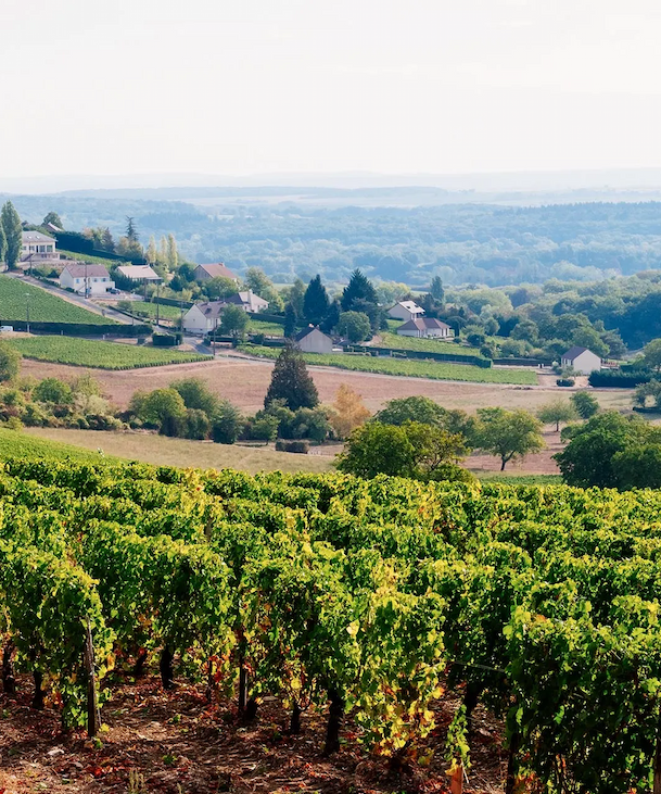 Rolling vineyard rows in the foreground with patchwork fields, scattered houses, and wooded hills fading into the distance under a hazy sky.