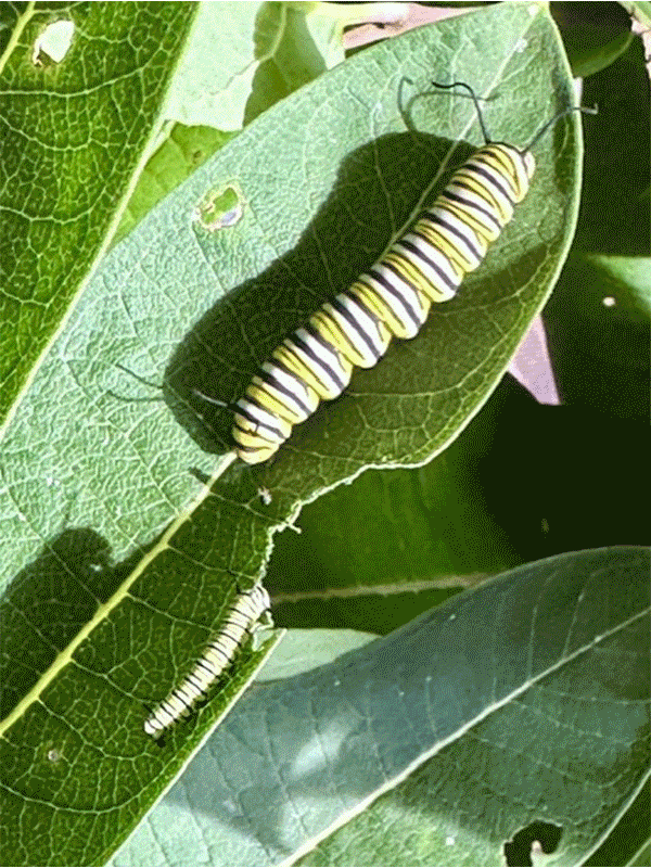 monarch butterfly life stages gif
