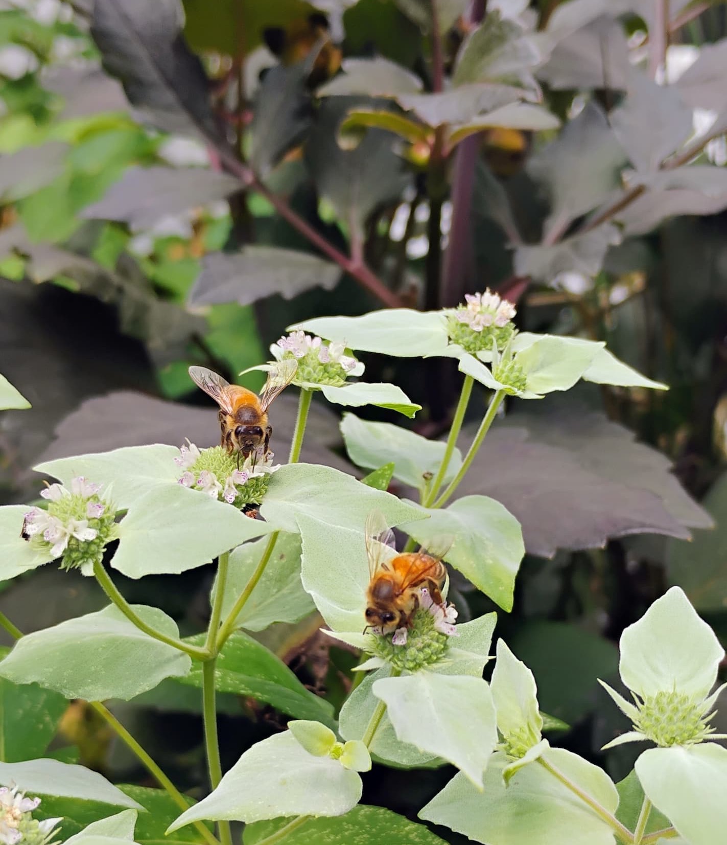 Honeybees gathering nectar from pale green flowering plants in a thriving pollinator garden. Fearrington Village.