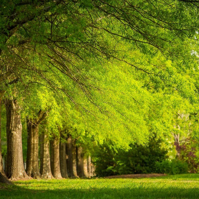 A sunlit canopy of bright green trees in Jenny’s Park, Fearrington Village, with soft light across the grass.