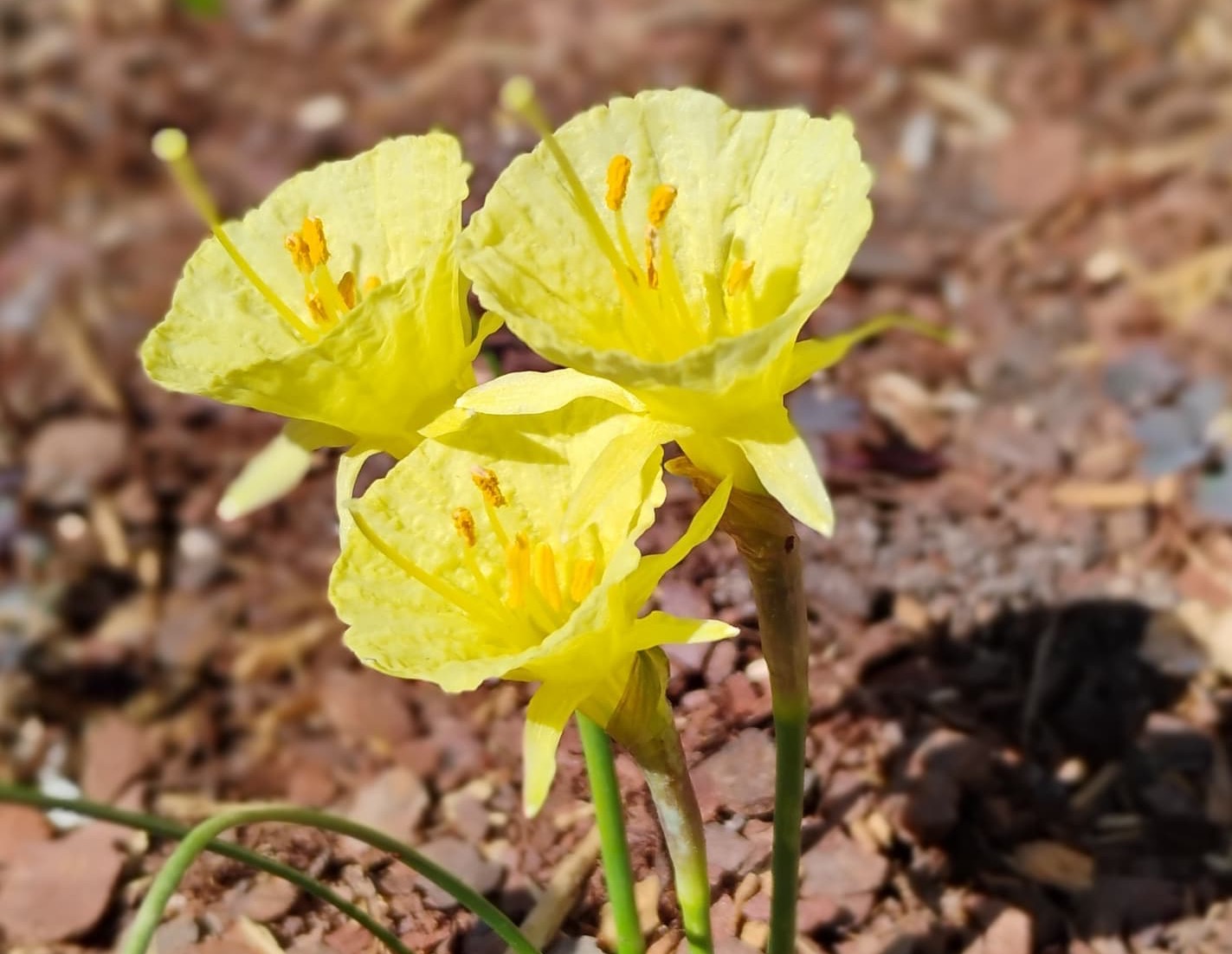 Close-up of small yellow early-spring flowers blooming on slender stems in sunlit garden soil.