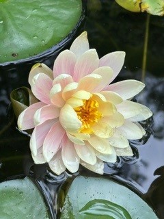 A soft pink and cream water lily blooms on the surface of a pond, surrounded by glossy green lily pads and gentle ripples in the water.