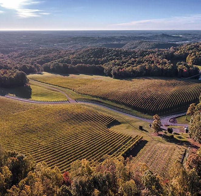Aerial view of rolling vineyard-covered hills surrounded by forests at peak seasonal color. Neat rows of grapevines stretch across sunlit slopes, divided by winding country roads and open meadows. The expansive landscape extends to the horizon beneath a clear blue sky, showcasing the beauty and scale of a working wine-growing region.