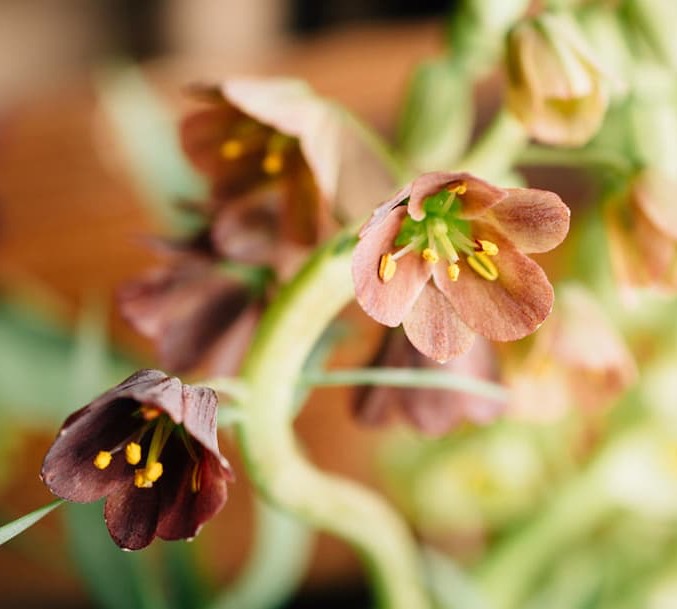 Close-up of nodding bell-shaped hellebore flowers in shades of dusky plum and rose, with yellow stamens and soft green stems against a blurred garden background.