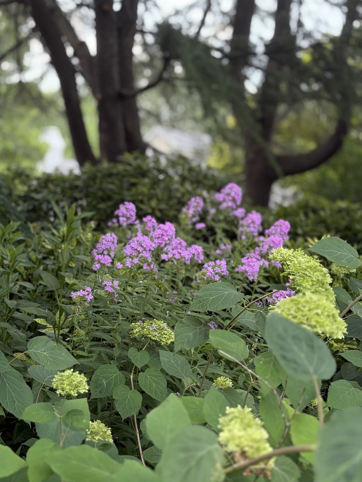 Purple phlox and green hydrangeas blooming beneath mature shade trees in a peaceful summer garden. Fearrington Village.